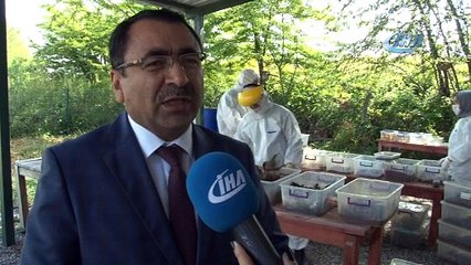 Terminatör böcekler Bursa ormanlarında