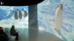 Antarctica, l'exposition immersive au pays des glaces-H3lSGI1WiQs