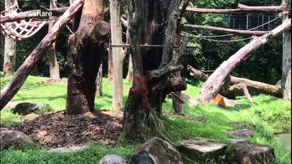Baby orangutan seeking shelter