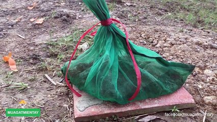 Ếch xào ngon (000436.779-000509.470)