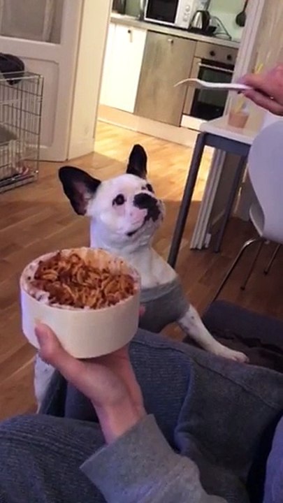 A cute bulldog