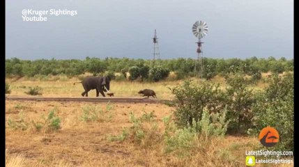 Un bébé buffle téméraire charge un éléphant beaucoup plus grand que lui