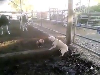 Gjeli me i cartem ne bote - sulmon qenin qeni ankohet te lopet