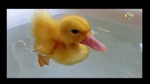 Animal Video Sounds for Kids CAT, DOG, DUCK, COW, LION, TIGER