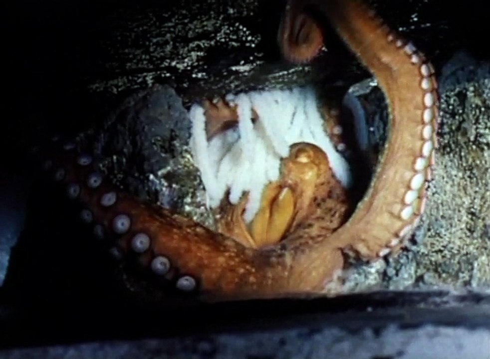 Les Amours de la pieuvre & La Pieuvre