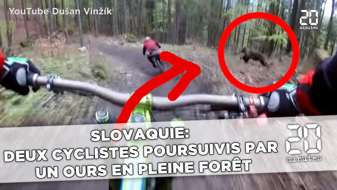 Slovaquie : un cycliste poursuivi  par un ours en pleine forêt