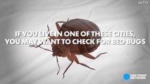 Is your city crawling with bed bugs-8PJRpCGYM5A