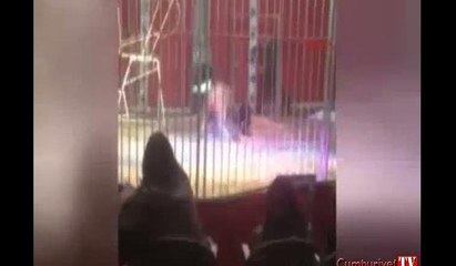 Fransa'daki sirkte korku dolu anlar: Aslan bir anda saldırdı