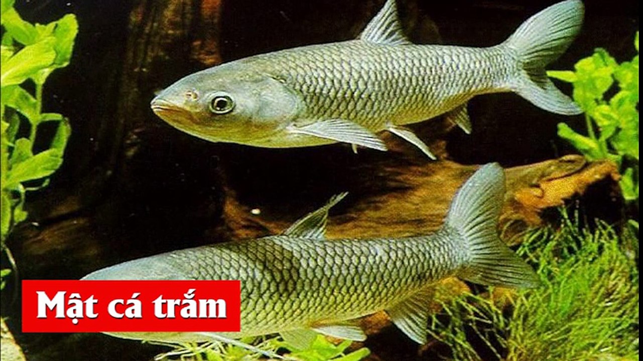 Những món ăn cường dương kinh dị nhất trên thế giới