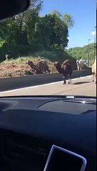 Quatre chameaux en vadrouille sur le R9 à Charleroi!