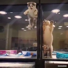 Having a bad day ? This kitten sneaking out from his coop to meet its best friend will cheer you up