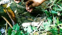 Fishing videos- Big eel fish catching - asian swamp eel