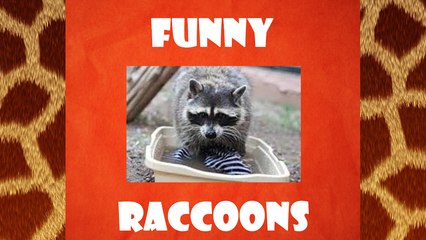 Best Funny Raccoons Compilation