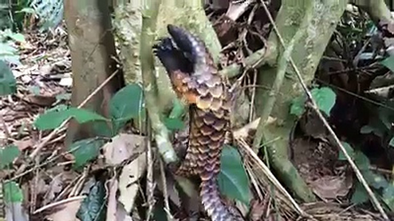 ඈයා දැකලා නෑ නේද ? මේ ඈයා.... හැමෝටම දැනගන්න SHARE කරන්න