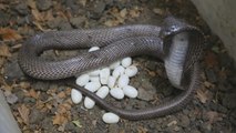 Un colector de serpientes en la India se prepara para una libación masiva de cobras negras