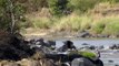 Wildebeest Risk Crocodiles Crossing Mara River - Great Migration on the Masai Mara,  Kenya, Africa