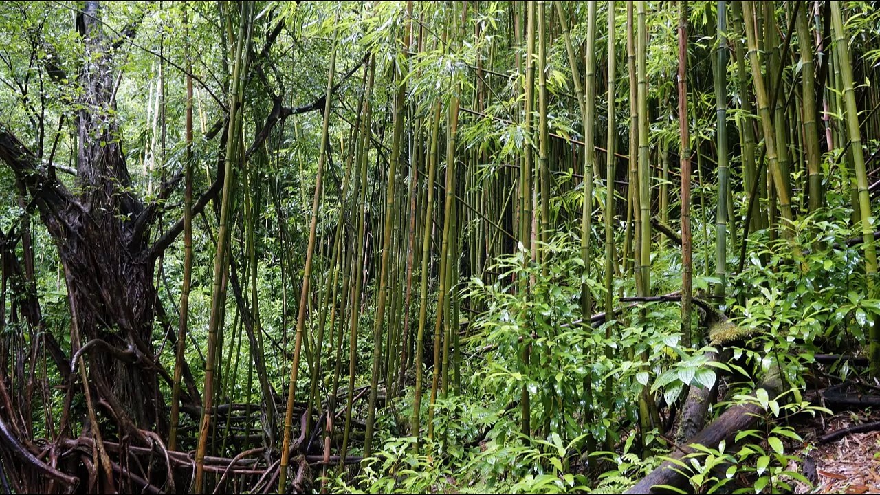 Partance Immédiate - Hawaii
