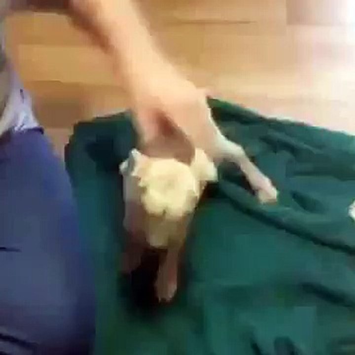 cabrinha cabra macho