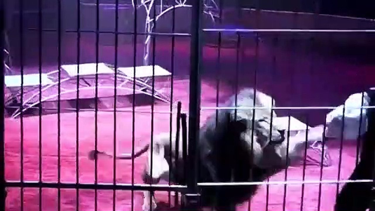 Desde los ojos fantasiosos de un niño todo es maravilloso, increíble ñ. Pero la realidad es dolorosa totalmente rechazable.Su fin está cerca