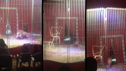 Un lion saute à la gorge de son dompteur