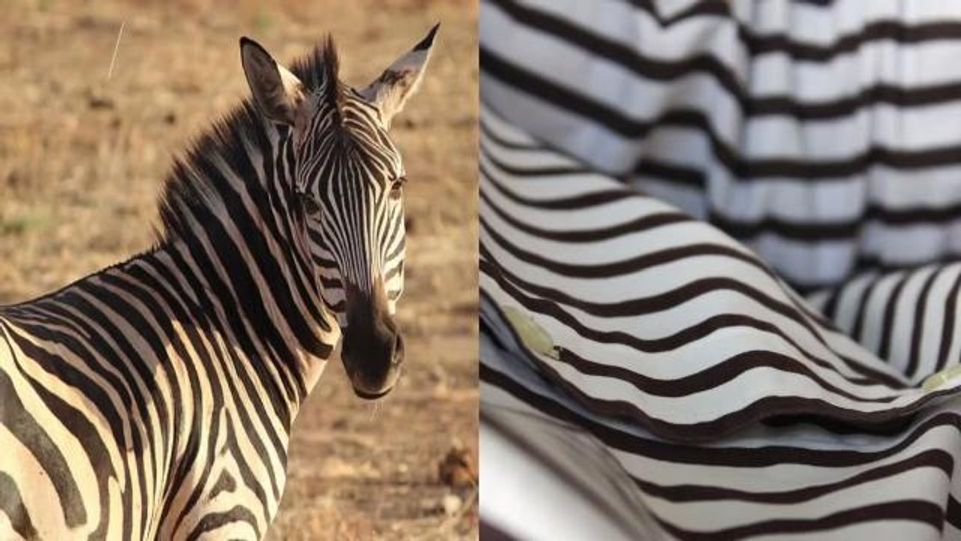 ⁣Striped T-Shirts and Zebras Could Trigger Migraines