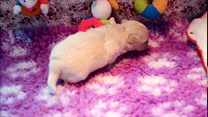 Nelson, 23 jours, fait ses 1ers pas