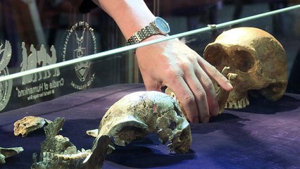 L'Homo naledi, "jeune" espèce humaine de 200 à 300 000 ans