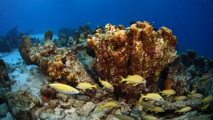 Become a Certified Scuba Diver with NAUI