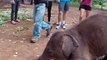 Baby Elephant Loves Cuddling with tourist -- A Cute And Funny Baby Elephant Video 2017