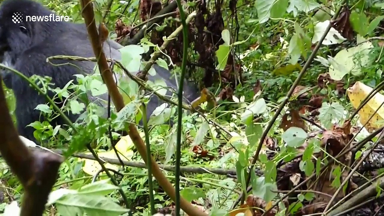 Silverback gorillas caught on camera mating by tourists on Gorilla Trek