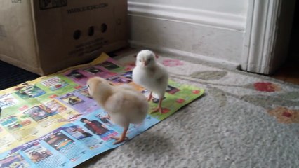 funny baby chicks drink water and doze off after a meal