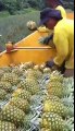 Une chaine humaine très professionnelle lors d'une récolte d'ananas