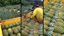 La récolte d'ananas