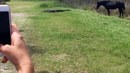 Crocodilo foi atacado por um cavalo e o momento é filmado por turistas