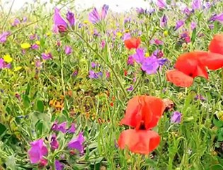 Ney...Hasretinle yandı gönlüm- dinle