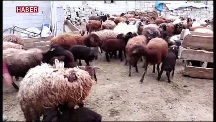 Baharın gelişi ile birlikte kuzu ve koyunlar meralarda