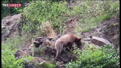 Sarıkamış'ta bozayılar inceleniyor