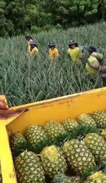 Efficacité maximum pour ces travailleurs qui ramassent des ananas... Dingue
