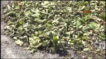 Giresun Fırtına Fındığa Zarar Verdi
