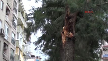 Manisa Rüzgara Dayanamayan Ağaç 2 Otomobilin Üstüne Devrildi