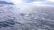 Mer de dauphins en Tasmanie : impressionnant !