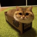 Mettre son gros chat en boîte.. mode d'emploi LOL