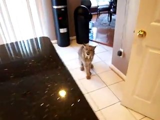Tomber sur un Lynx dans ta maison en rentrant des courses...