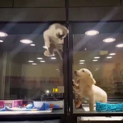Ce chaton grimpe dans la cage d'un chiot !