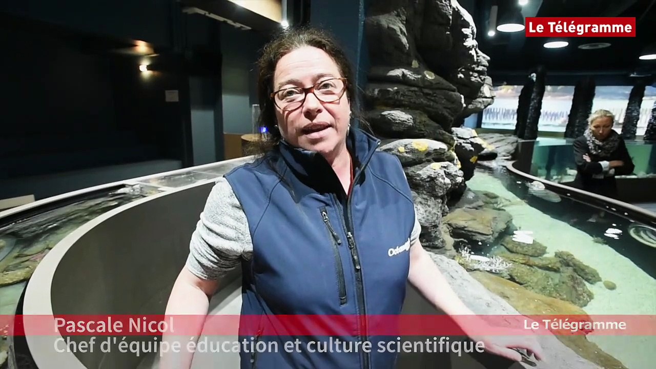 Brest. Un homard d'un bleu intense a pris ses quartiers à Océanopolis