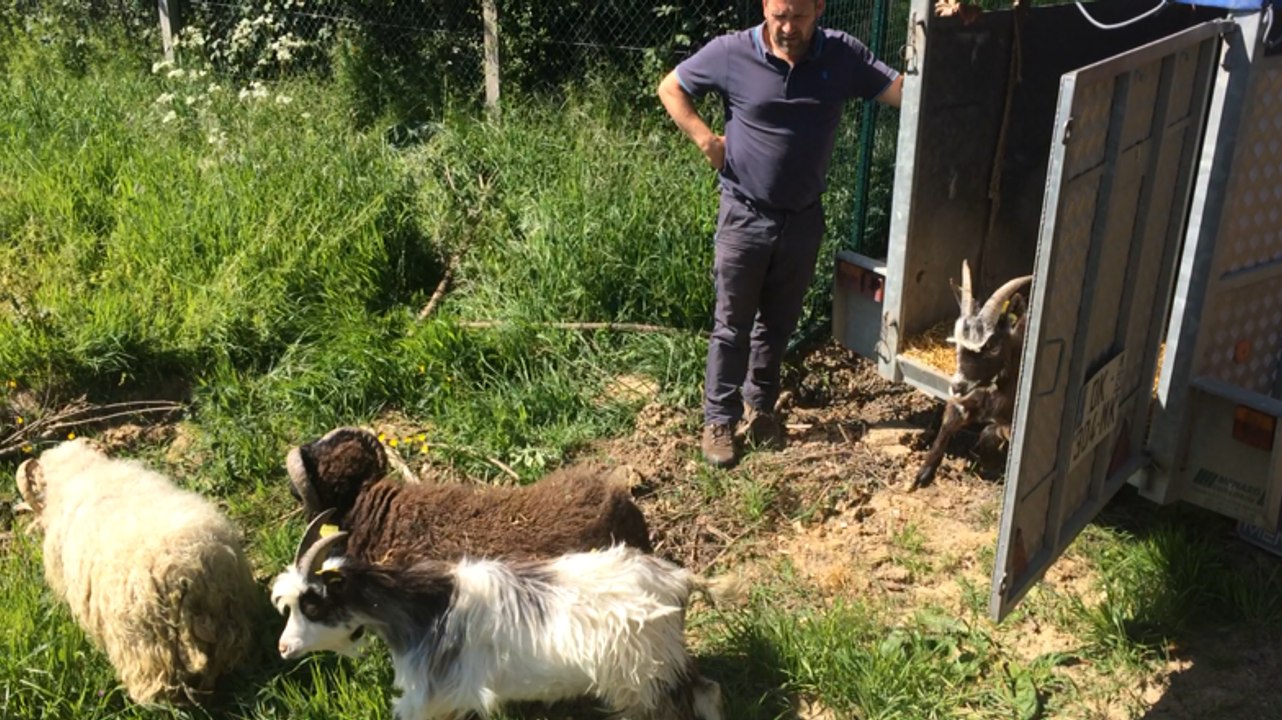 Les chèvres sont de retour pour debroussailler près de la rocade de Lisieux