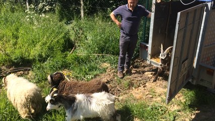 Les chèvres sont de retour pour debroussailler près de la rocade de Lisieux