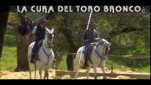 La Cura Del Toro Bronco, Una Labor Arriesgada bullfighting festival Crazy bull attack people #315