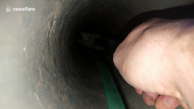 Kitten rescued from deep pipe