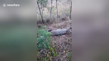 Man tries to catch huge snake with huge meal inside it